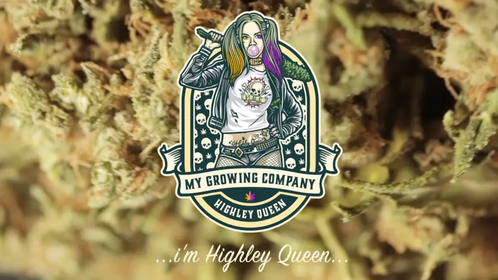 My Growing Company/ Highley Quenn /Indoor